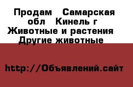 Продам - Самарская обл., Кинель г. Животные и растения » Другие животные   